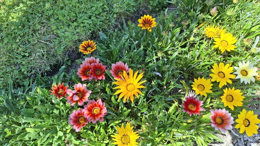 1289763328_gazania6.thumb.jpg.af8efb1c110bb2c34278a9f484680769.jpg