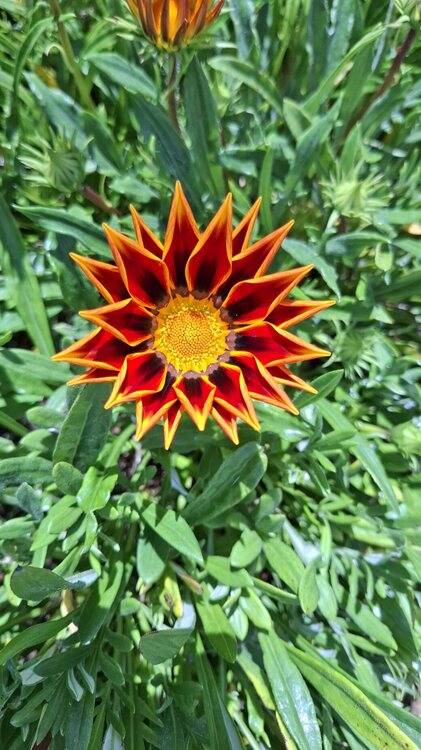 1538709323_gazania2.thumb.jpg.b0d33b2db21b685102381d11221624a2.jpg