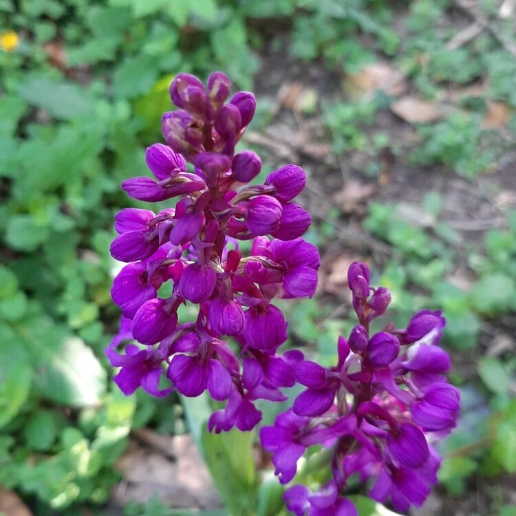 293369353_orchide.thumb.jpg.ac93feddf43ffd429e0f99e5a2be9459.jpg