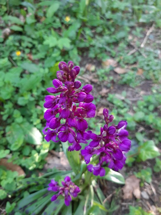 491090202_orchide2.thumb.jpg.b8fa21e958eb7b45210f1206da051dba.jpg
