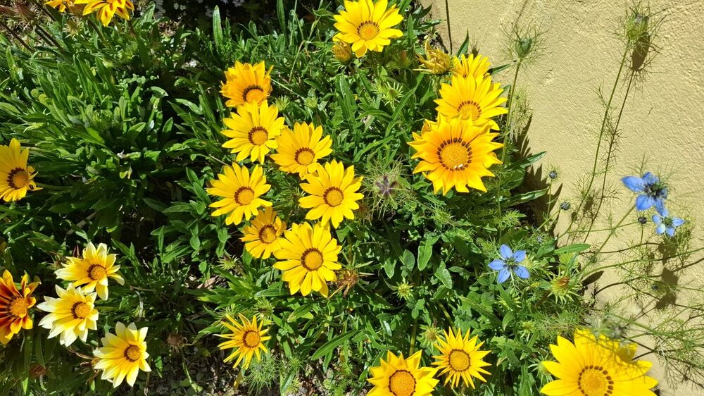 19421615_gazania7.thumb.jpg.0bb4110e07d8a163cb7cb77a616ec490.jpg