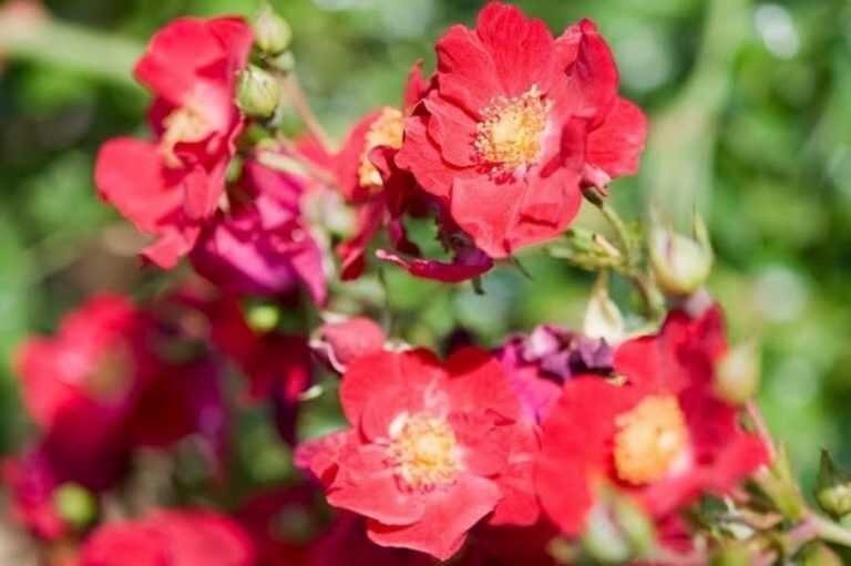 eglantine-rouge-vesuvia-768x511.jpg.d1a63ea6aa7bc622e9fce914f6d0548d.jpg