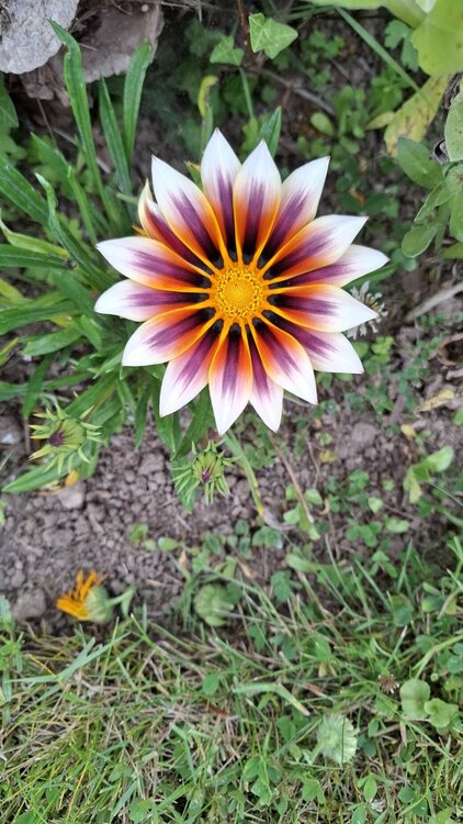 1068616657_gazania4.thumb.jpg.6b604880cf25b1af8a29a13d944863e0.jpg