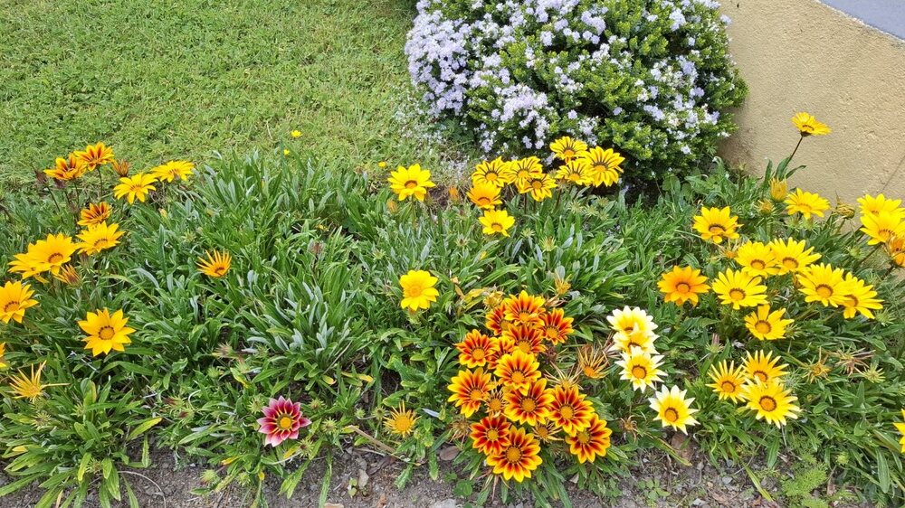944598582_gazania5.thumb.jpg.c30211b20722b70a49b8fd88b6d5d0fd.jpg