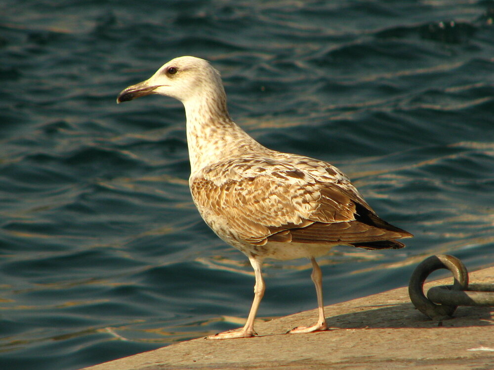 avop_IMG_7643b.JPG