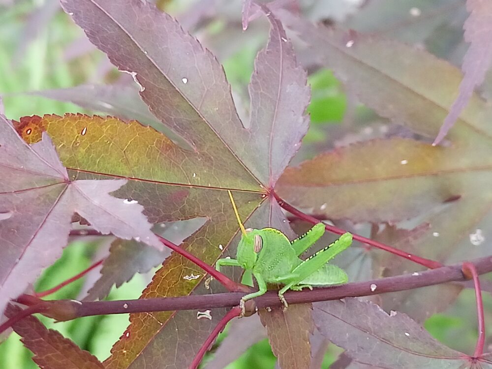 IMG20260718184659.jpg